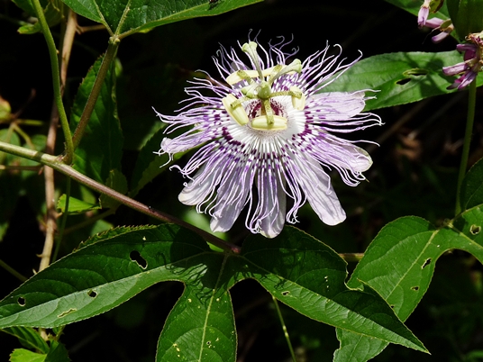 {Passiflora incarnata}
